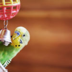 Domestic budgie sitting with his toy friend.