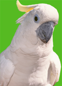 Cockatoo